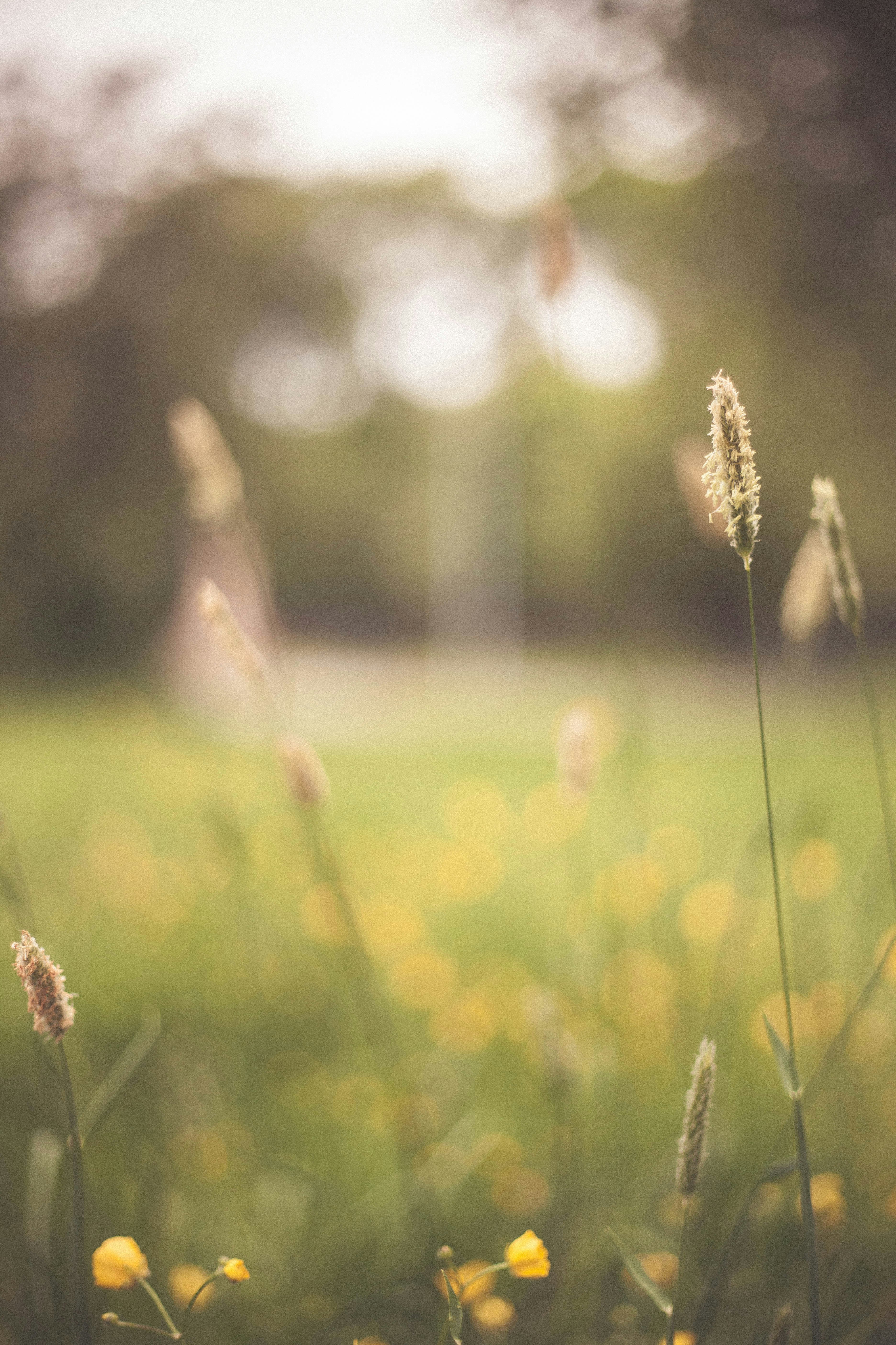 wheat in shallow focus photography